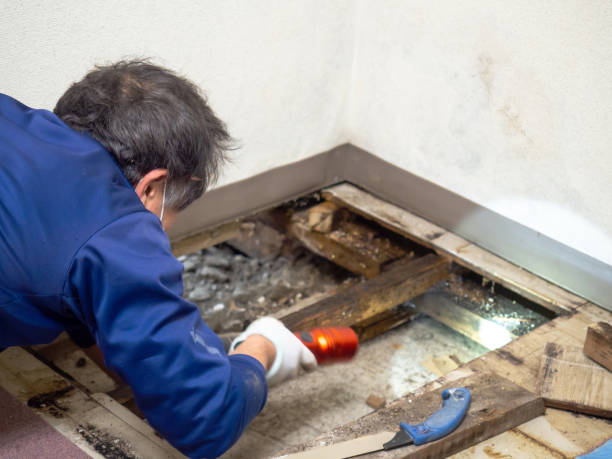 Best Local Mold Removal Service  in Mission Nyon, CA