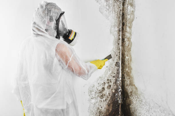 Best Best Mold Removal Companies  in Mission Nyon, CA