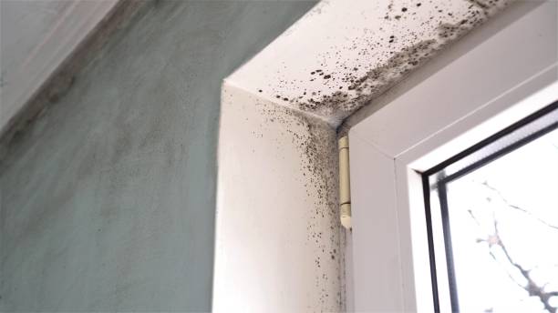 Home Mold Removal in Mission Canyon, CA