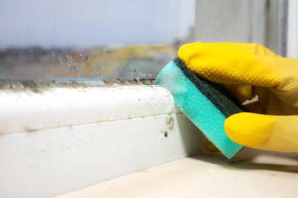 Best Commercial Mold Removal  in Mission Nyon, CA