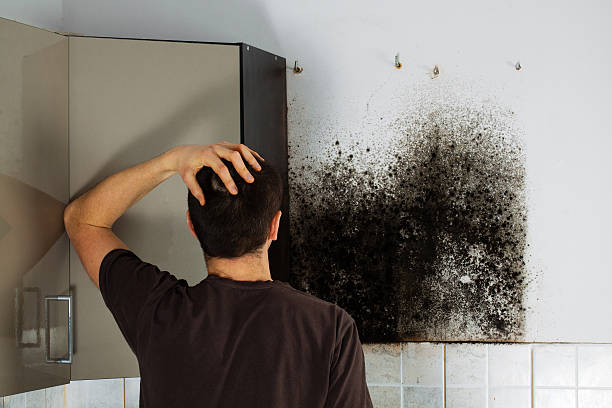 Best Attic Mold Removal  in Mission Nyon, CA