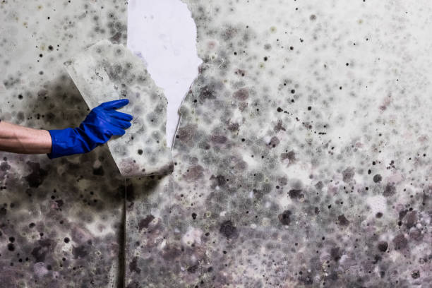 Best Emergency Mold Removal  in Mission Nyon, CA