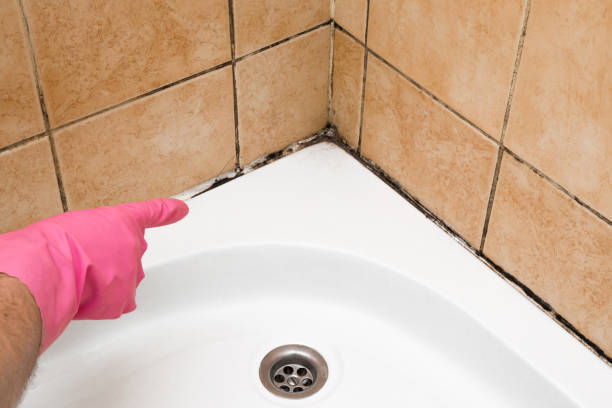 Best Toxic Mold Removal  in Mission Nyon, CA